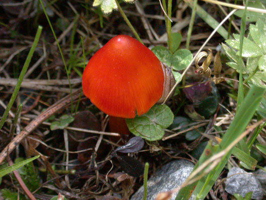 Hygrocybe splendidissima - Klaprooswasplaat