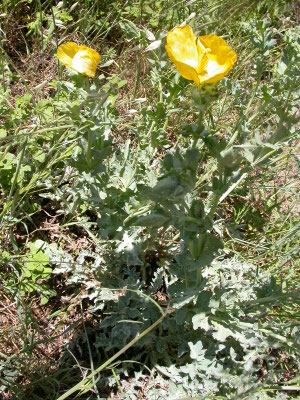Glaucium flavum - Gele hoornpapaver