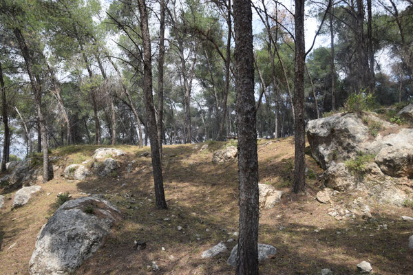 bosbiotoop op Mount Gilboa