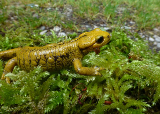 Salamandra salamandra alfredschmidti