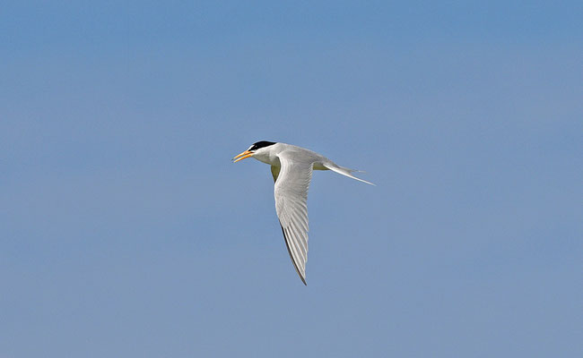 Least Tern