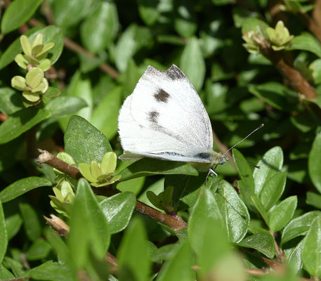 Scheefbloemwitje