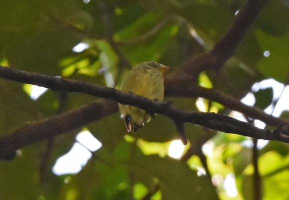 Cinnamon Manakin-Tyrant