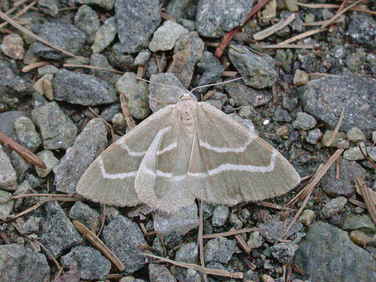 Hylaea fasciaria - Rode dennenspanner