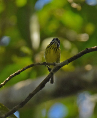 Painted Tody-Flycatcher