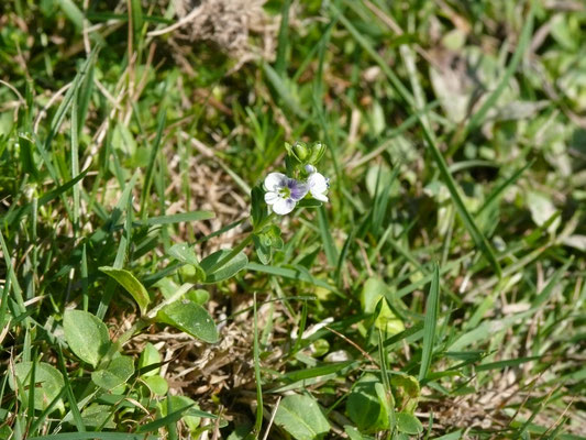 Veronica serpyllifolia - Tijmereprijs