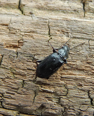 Pterostichus nigrita