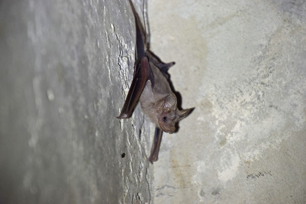 Greater Mouse-tailed Bat (Rhinopoma microphyllum)