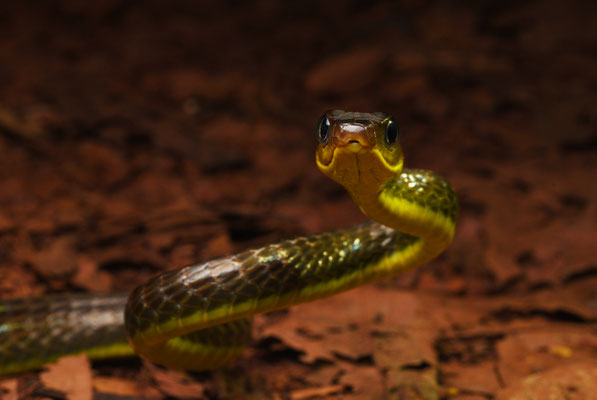 Chironius multiventris - Zweepstaartkielrugslang