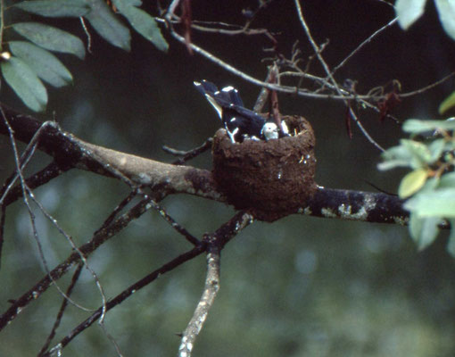 nest van Australian Magpie-lark