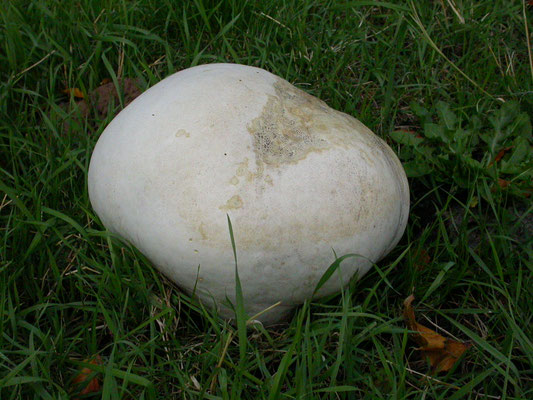 Calvatia gigantea - Reuzenbovist