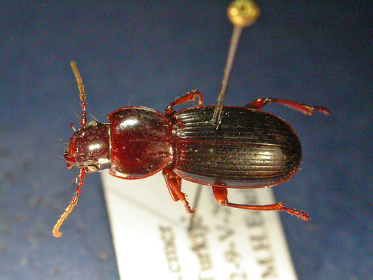 Tapinopterus species