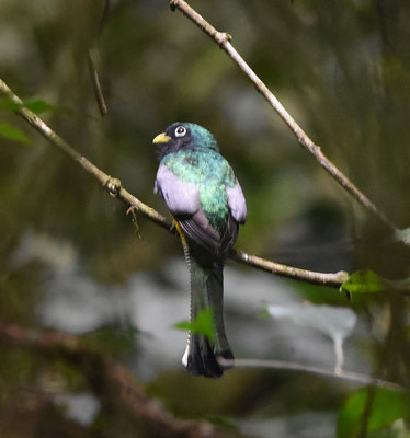 Black-throated Trogon, male
