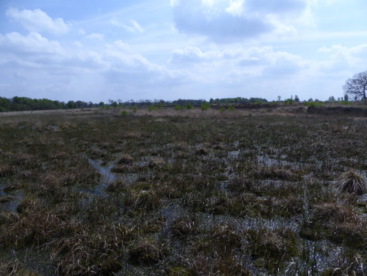 Balloërveld