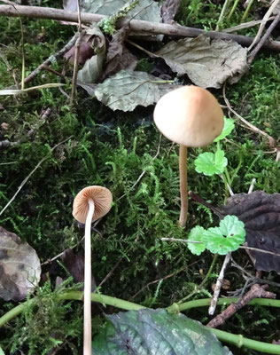Conocybe species