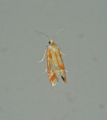 Gewone dennenlotboorder
