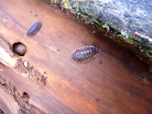 Armadillium vulgare - Gewone oprolpissebed en Oniscus asellus - Kelderpissebed