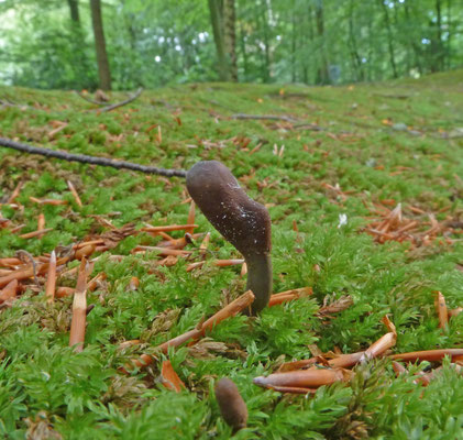 Cordyceps ophioglossoides - Zwarte truffelknotszwam
