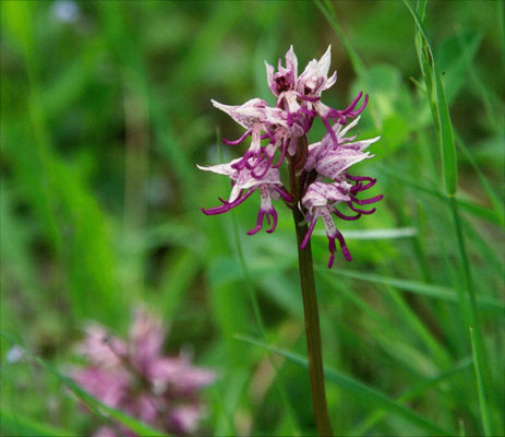 Orchis italica - Italiaanse orchis