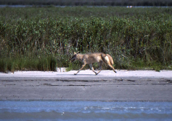 Coyote