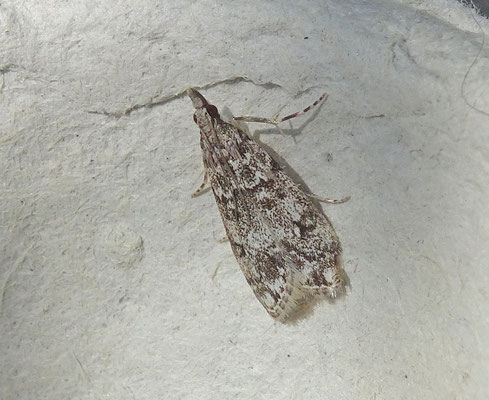 Eudonia lacustrata - Lichte granietmot
