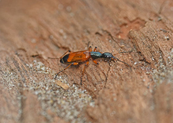 Odacantha melanura - Bonte rietloper
