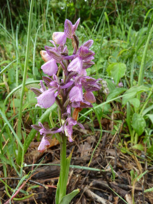 Anacamptis morio - Harlekijn