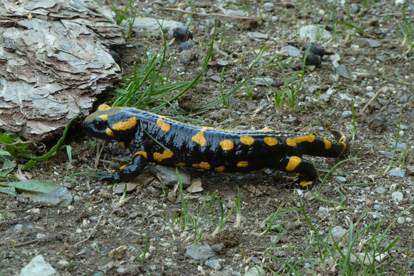 Salamandra salamandra