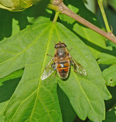 Eristalis tenax - Blinde bij