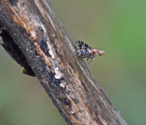 Trypetoptera punctulata