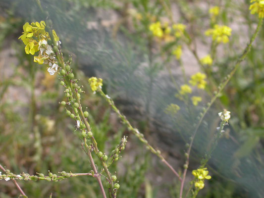 Rapistrum rugosum - Bolletjesraket