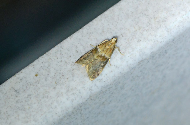 Acrobasis repandana - Oranje eikenlichtmot