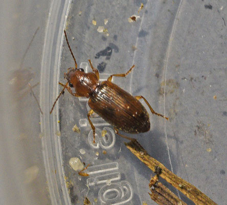 Dicheirotrichus gustavi - Gewone kwelderloper