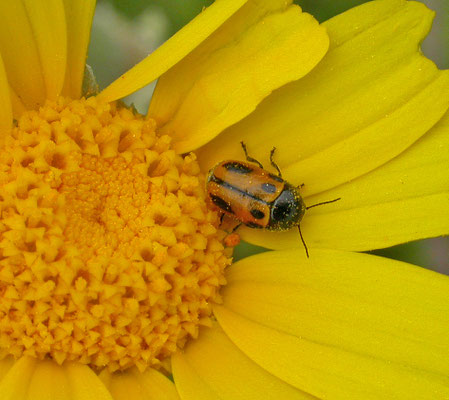 Cryptocephalus rugicolis