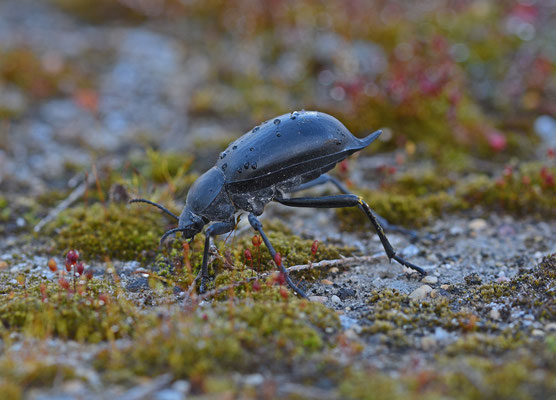 kelderkever (Blaps species)