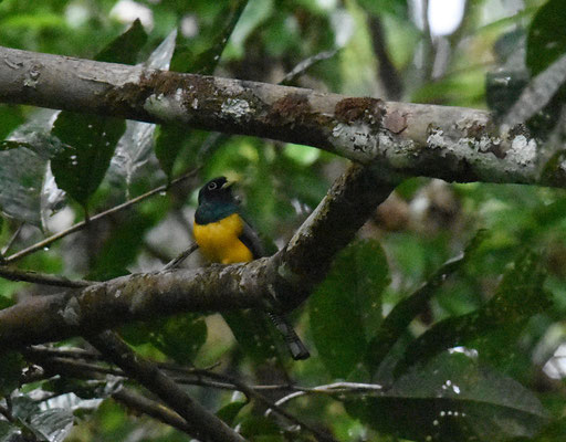 Black-throated Trogon