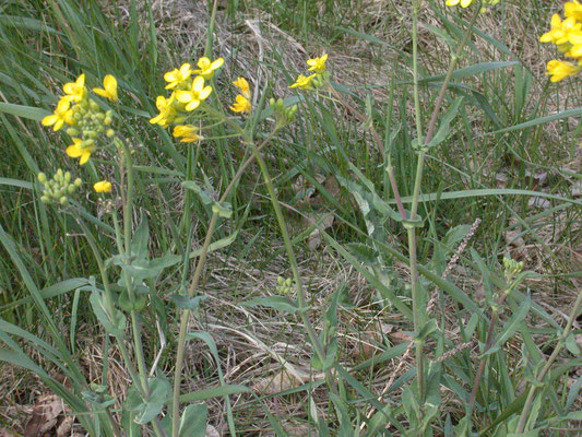 Brassica napus - Raapzaad