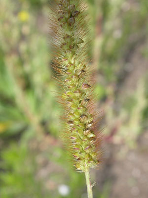 Setaria pumila - Geelrode naaldaar