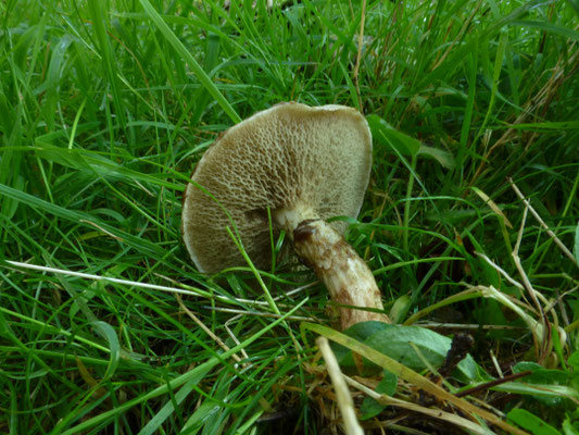 Suillus laricinus - Grauwe ringboleet