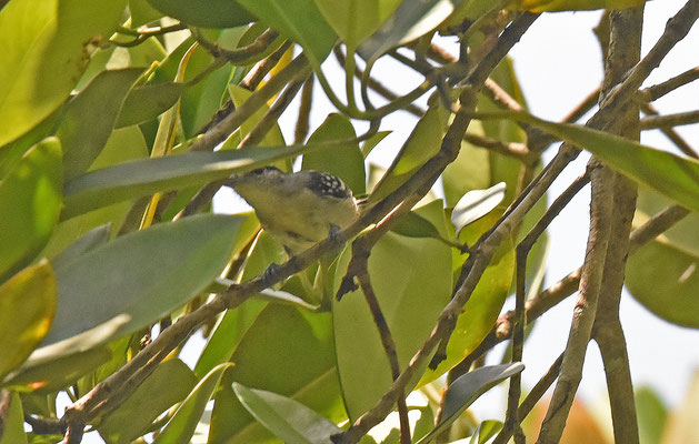 Pygmee Antwren