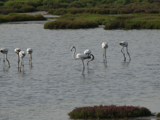 Europese flamingo's