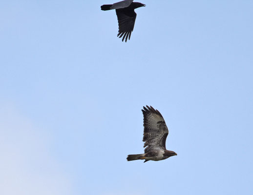 Buizerd