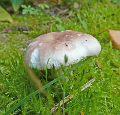 Russula puellaris - Vergelende russula