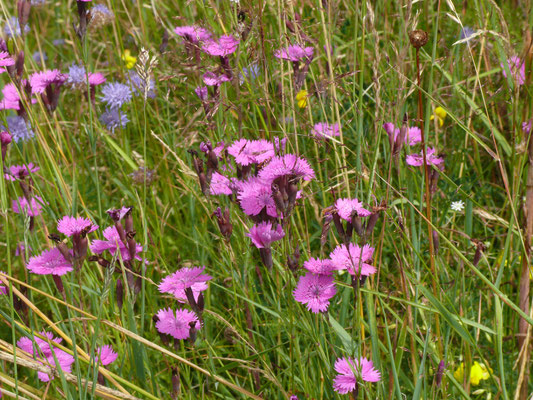 Dianthus sequeri