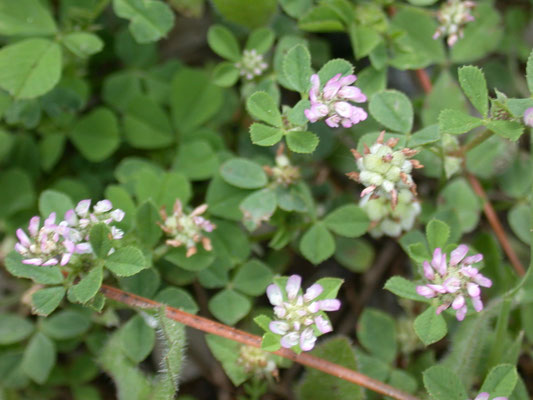 Trifolium tomentosum