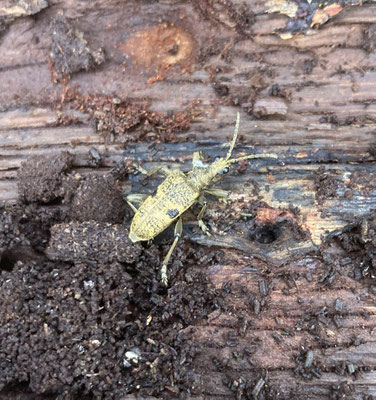 Geelzwarte ribbelboktor - Rhagium mordax