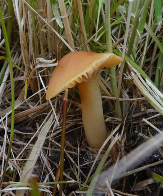 Hygrocybe pratensis - Weidewasplaat