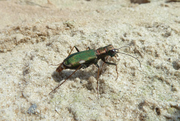 Cylindera germanica - Duitse zandloopkever