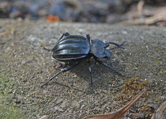 Zwartlijfsoort