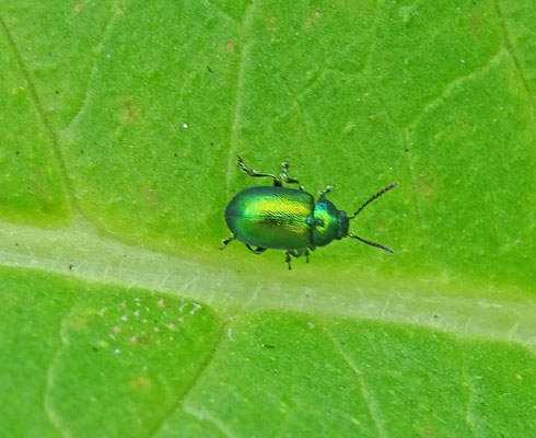 Gastrophysa viridula - Groen zuringhaantje